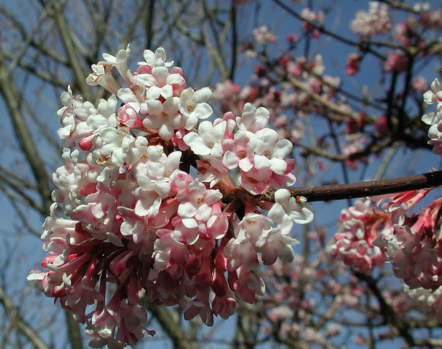 Viburnum x bodnantense 'Dawn'. Foto: Sylvia Svensson