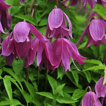 Klematis 'Constance' får halvdubbla, djuprosa, nickande blommor i maj/juni och juli.  