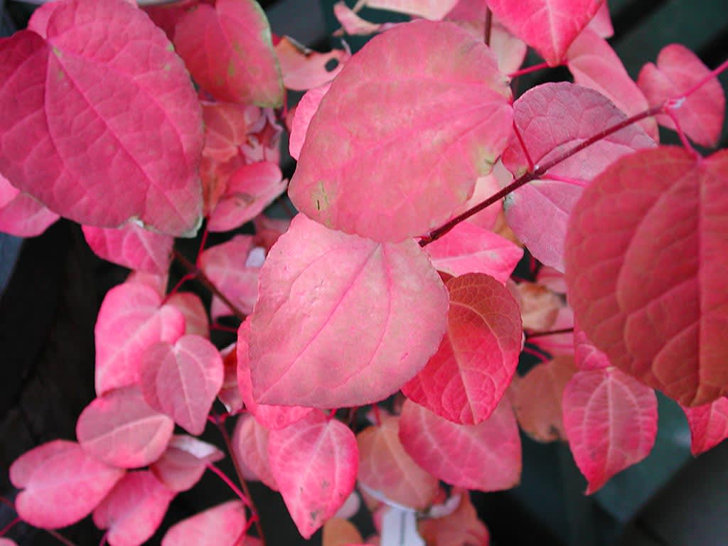 Katsura, _Cercidiphyllum japonicum 'Red Fuschs'_ . Foto: Bernt Svensson