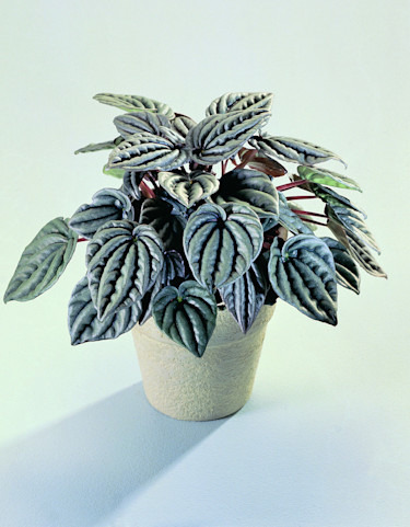 _Peperomia_