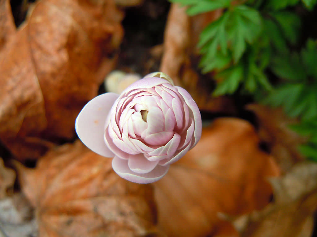 _Sanguinaria canadensis_ 'Multiplex', blodört. Foto: Sylvia Svensson