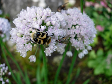 En lökväxt som lockar till sig insekter. Djurlivet är viktigt för en blomstrande trädgård!
