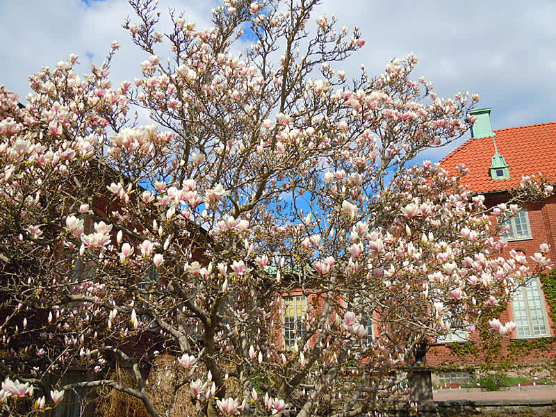 _M. x soulangeana_ i Gbg's Botan. Ett jätteträd i skyddat läge mellan husen.