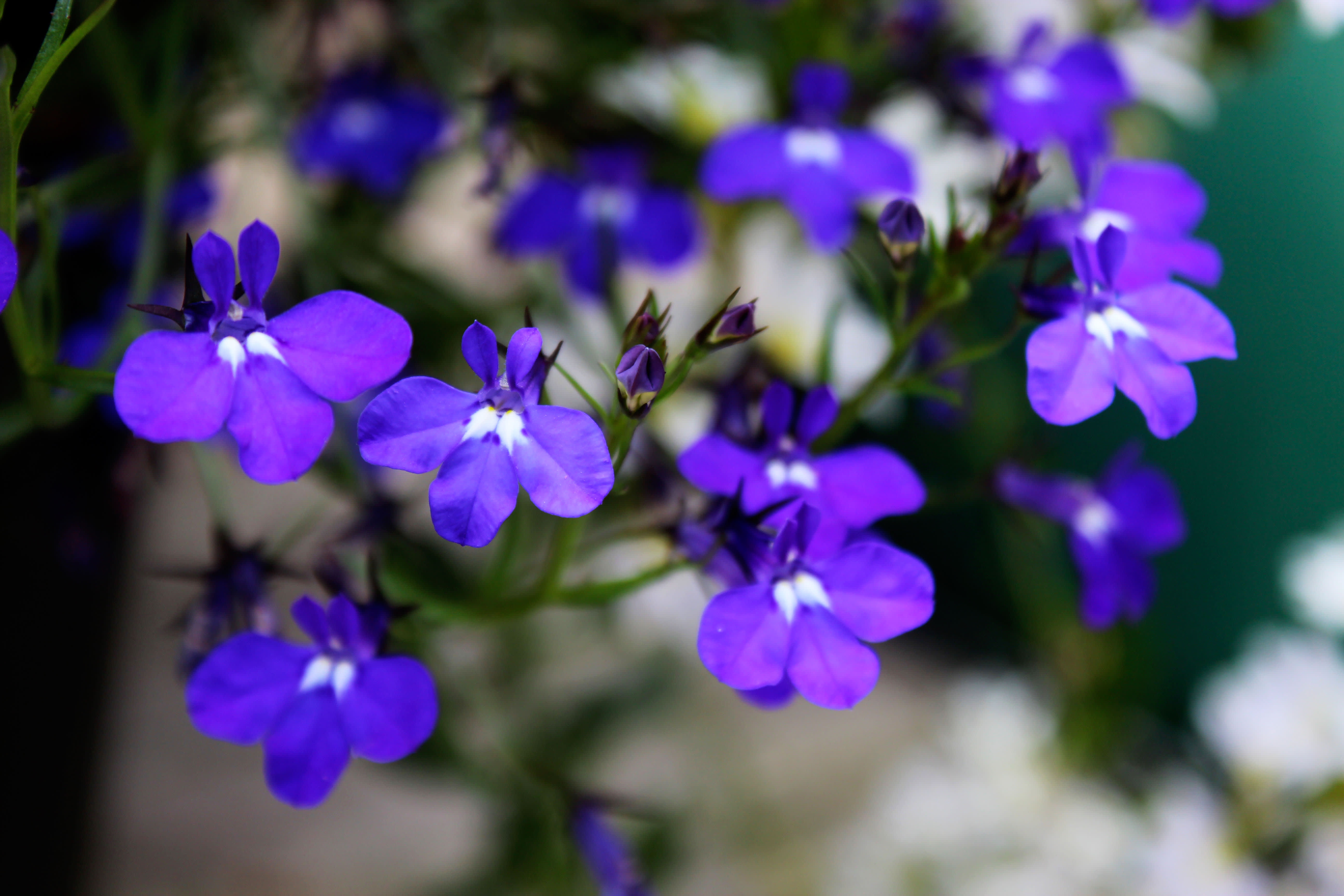 Lobelia // Foto: Anna Theorin