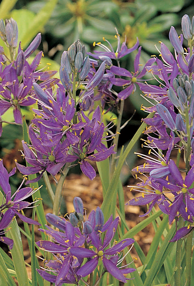 Ätlig stjärnhyacint, _Camassia quamash_ 'Blue Melody'. Foto: Blomsterfrämjandet/IBC.