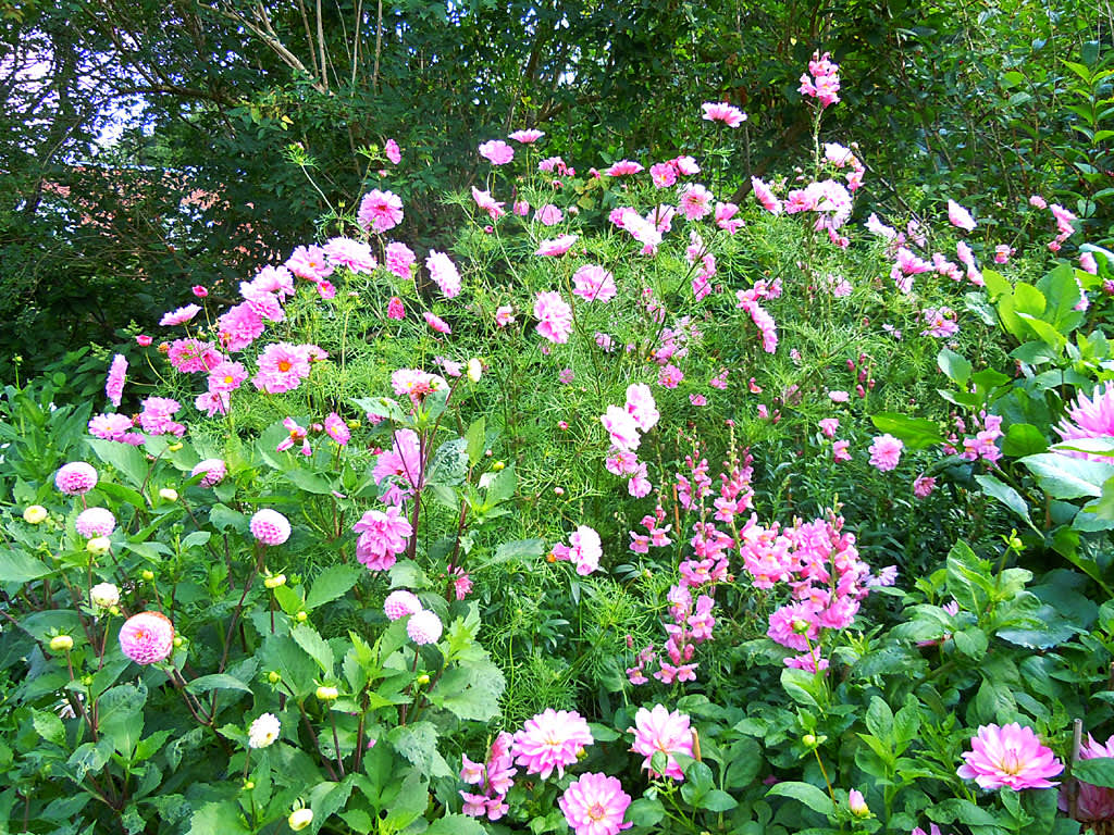 Den rosa gruppen fortsätter med ytterligare rosa dahlior som matchats med höga lejongap i exakt samma rosa nyans.
Foto Sylvia svensson