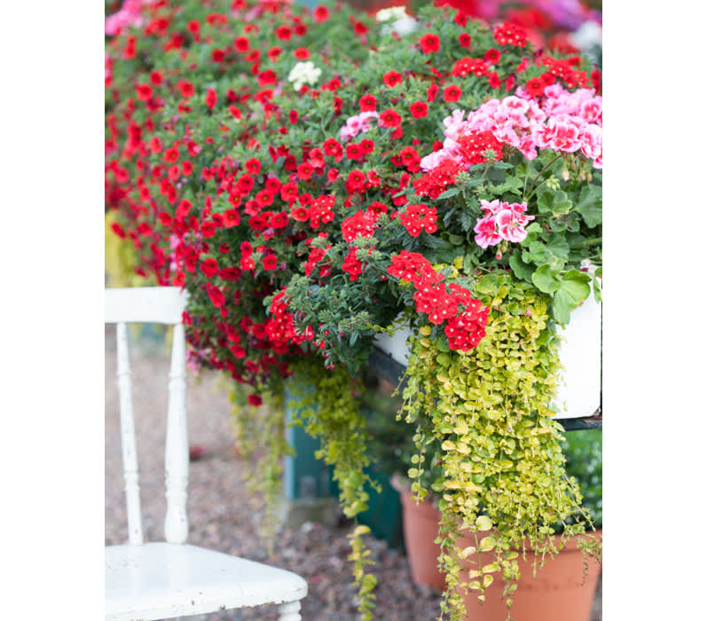 Sommarblomsplantering med kärlekspelargon 'Calliope Rose Splash' och 'Bright Red' samt trädgårdsverbena 'Lanai Scarlet with Eye' och 'Lanai Limegreen'. 