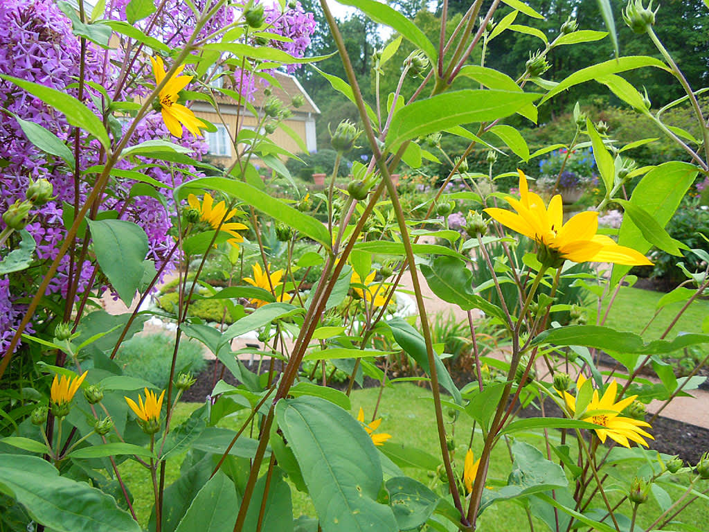 Gullsolros, _Helianthus decapetalus_. 
Foto: Sylvia Svensson