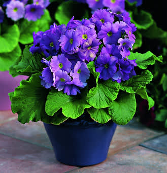 Fönsterviva, _Primula obconica_ 'Embrace Deep Blue'. Foto: Blomsterfrämjandet/Syngenta