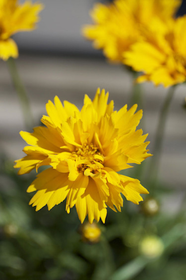 Flicköga, _Coreopsis grandiflora_. Foto: Blomsterfrämjandet.