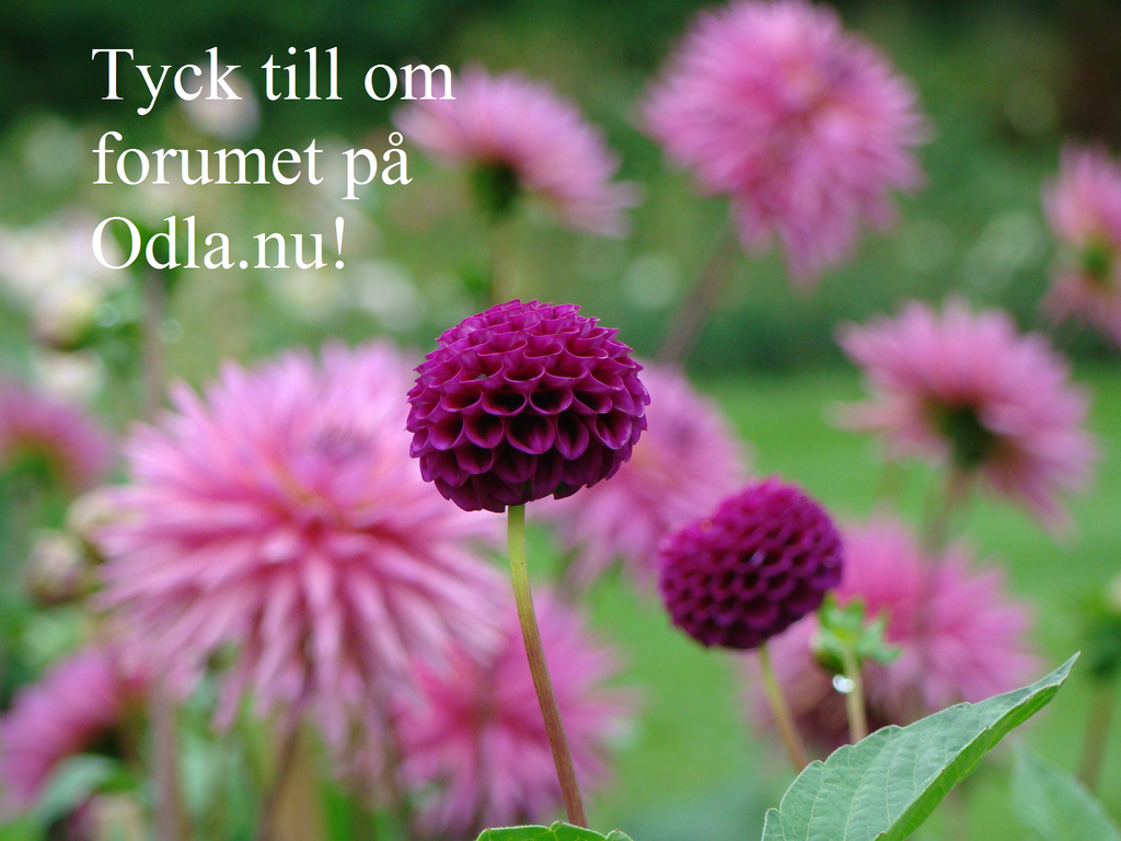 Tävla om blomsterfröpåsar i [forumet](http://forum.odla.nu/index.php?showtopic=112959) på Odla.nu!