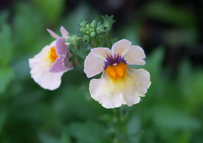 Nemesia 'Sunsatia Mango' tackar för ansning av utblommade rankor. Foto: Sylvia Svensson