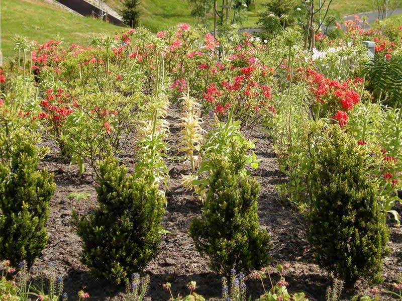 Nyplanterad idegranshäck med lagom avstånd mellan plantorna.Foto: Bernt Svensson