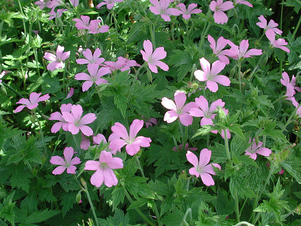 _G. endressii_ 'Wargrave Pink', spanknäva.
Foto: Sylvia Svensson