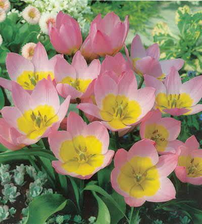 _Tulipa saxatilis_.