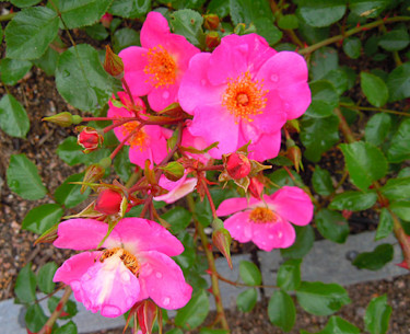 'Felicitas'
Foto: Sylvia Svensson