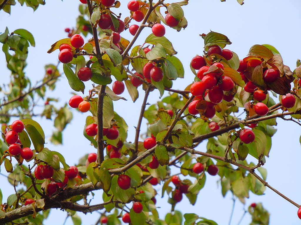 Frukterna på körsbärskornellen lyser röda på hösten och fåglarna älskar dem!
Foto: Sylvia Svensson 