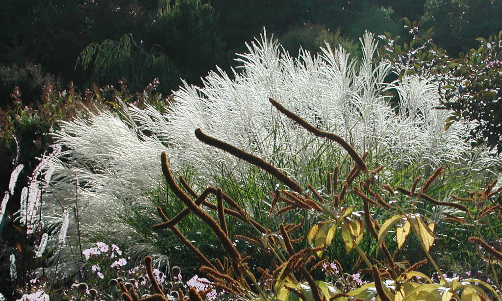 Japanskt gräs, _Miscanthus_, med vita plymer. Foto: Sylvia Svensson