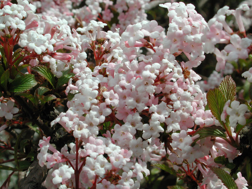 Hybridkejsarolvon, _Viburnum x bodnantense_, 'Dawn' i april.
Foto: Sylvia Svensson