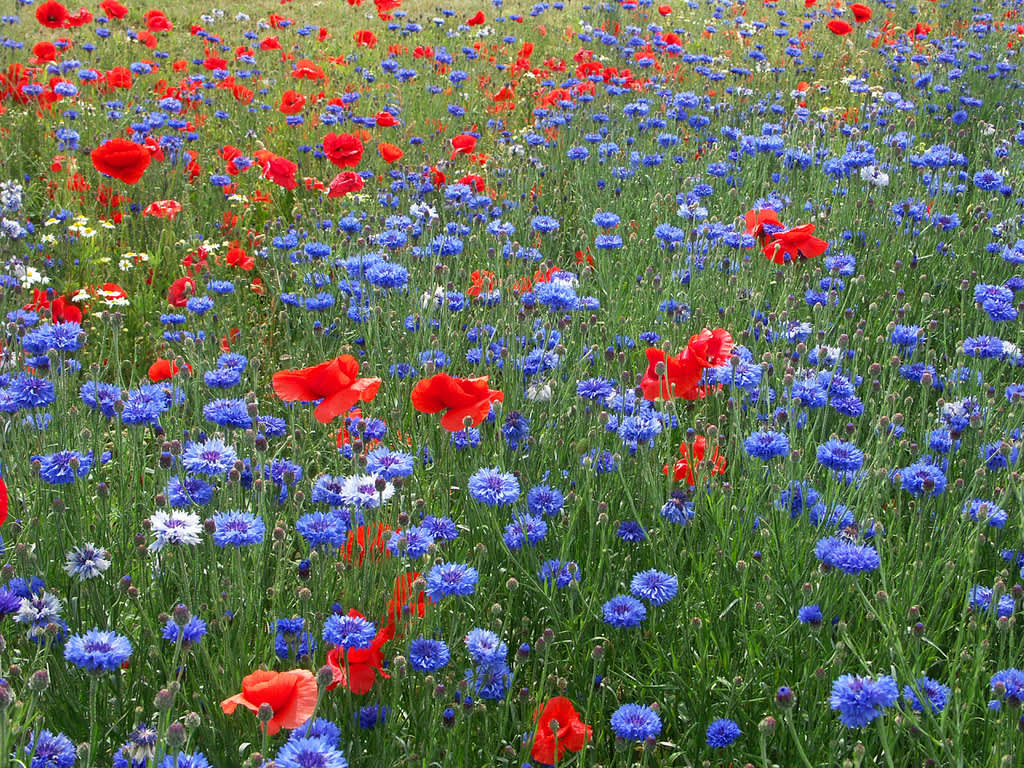 Har du gott om plats kan du få ett riktigt blomsterfält! 
Här kornvallmo med blåklint.
Foto: Sylvia Svensson