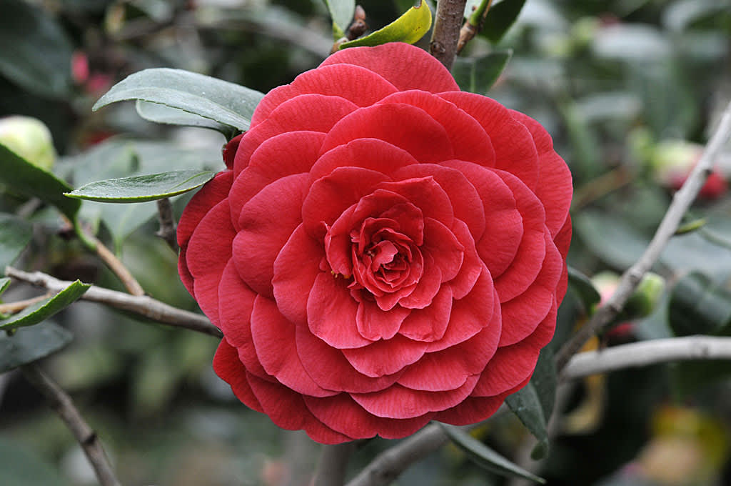 _Camellia japonica_ 'Coquettii'
Foto: Sylvia Svensson