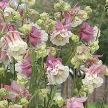 Akleja, _Aquilegia vulgaris_, 'Petticoat Pink'. 
Foto: Mr Fothergill's
