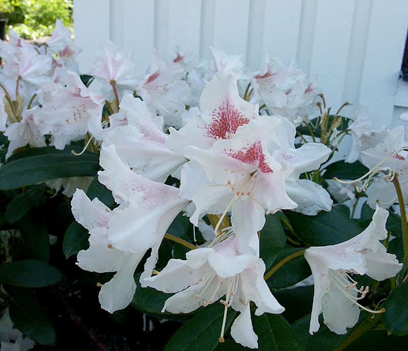 Rhododendron 'Cunningham's White'.Foto: Sylvia Svensson