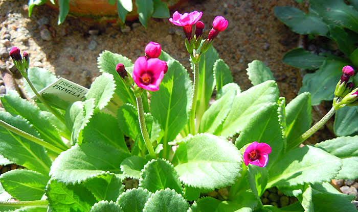 _Primula fedschenkoi_.
Foto: Sylvia Svensson