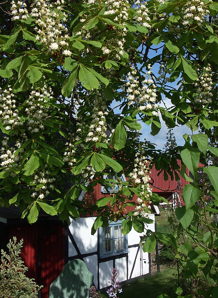 Hästkastanjen blommar i maj.
Foto: Bernt Svensson
