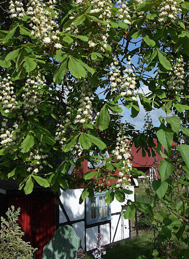 Hästkastanjen blommar i maj.
Foto: Bernt Svensson