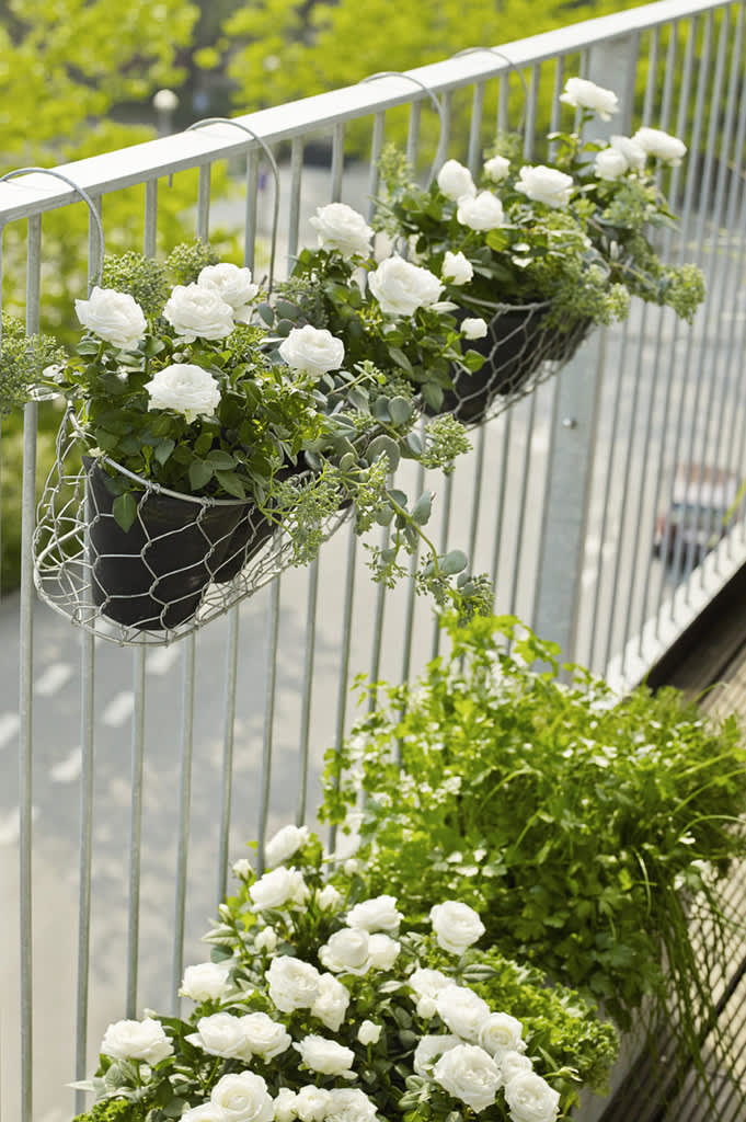 Rosor på rad istället för en traditionell balkonglåda blir väldigt fint! 
Foto: Floradania