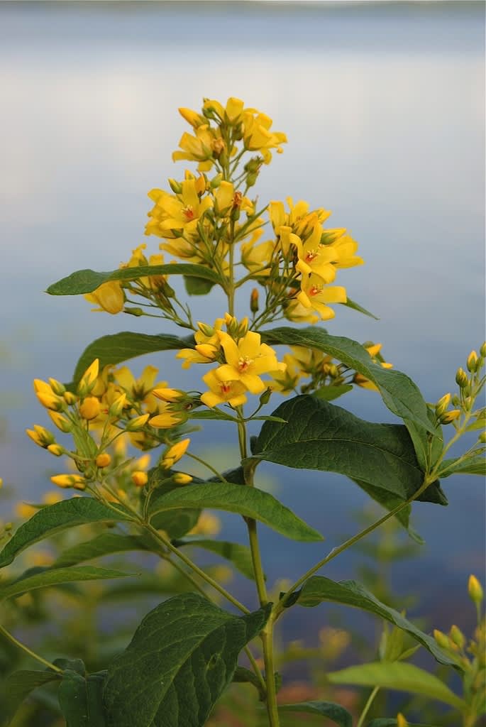 Även strandlysing, _Lysimachia vulgaris_ växer på frisk och fuktig mark. 