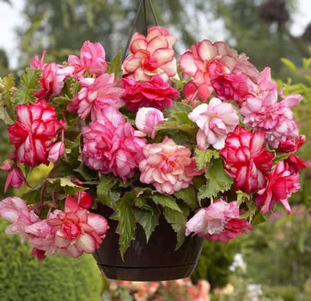 Begonia x tuberhybrida 'Pink Balcony'