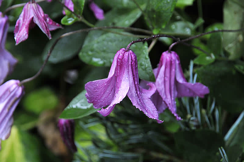 Clematis integrifolia 'Aljonushka', foto: Sylvia Svensson