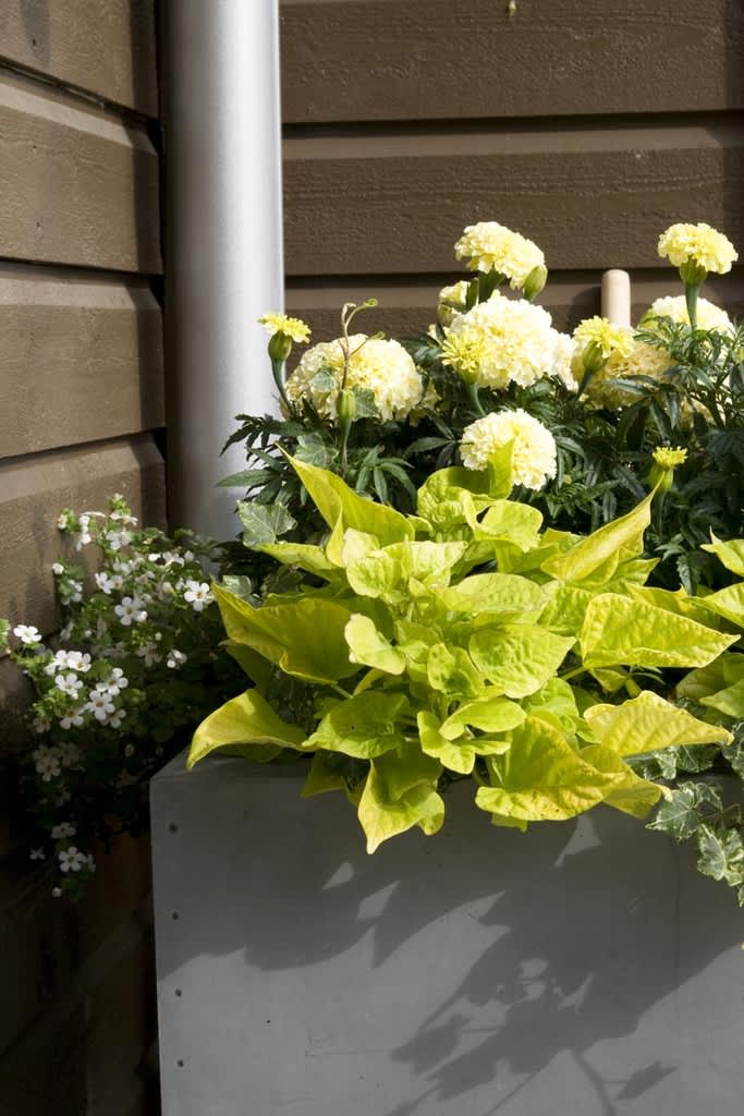 Stor tagetes _Tagetes erecta 'Vanilla'_ med batat i förgrunden.
Foto: Blomsterfrämjandet