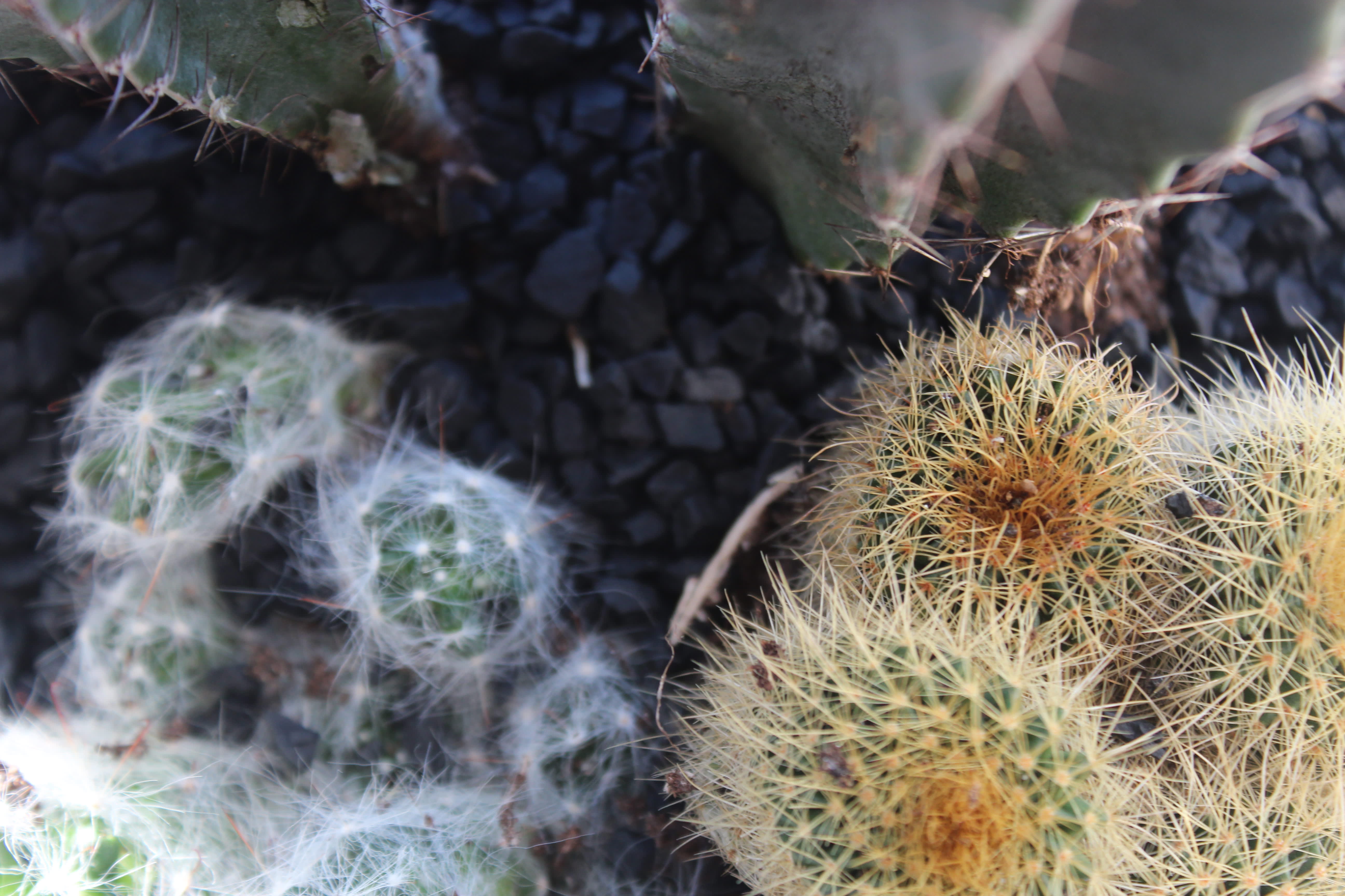 Kaktusar i glasvas med dekorgrus //Foto: Anna Theorin