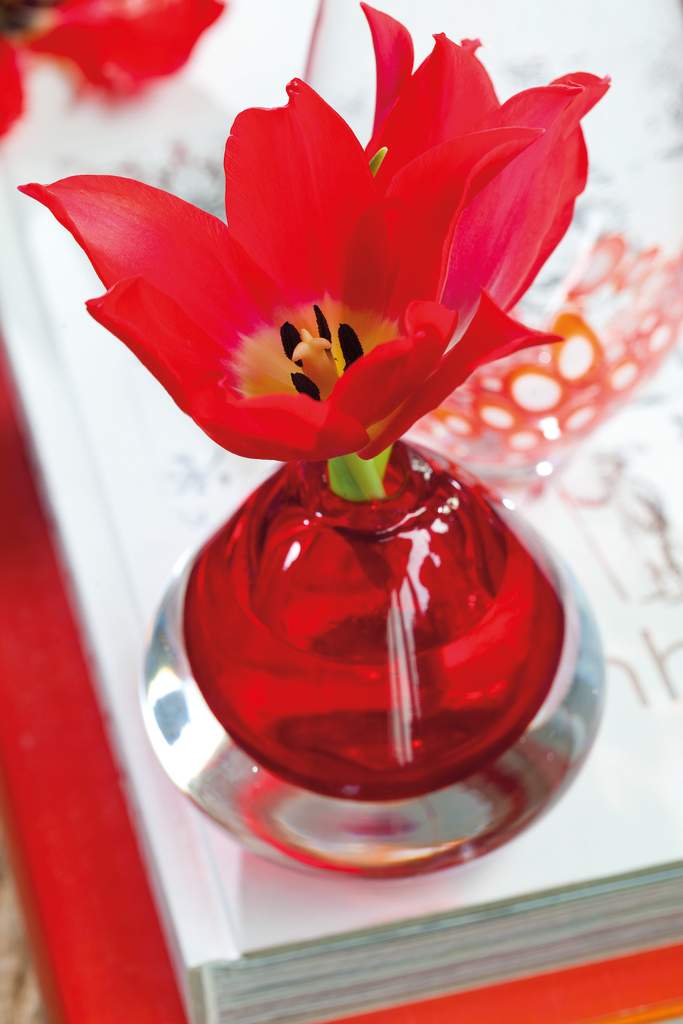 Tulpaner är även väldigt vackra en och en, som här i en röd vas. 
Foto: Blomsterfrämjandet