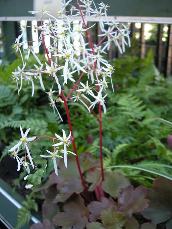 _Saxifraga fortunei_ 'Rubrifolia'.
Foto: Sylvia Svensson