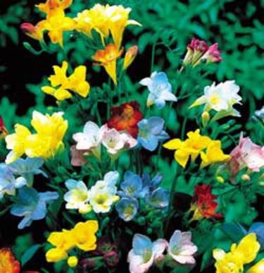 Freesia, _Freesia x hybrida_.