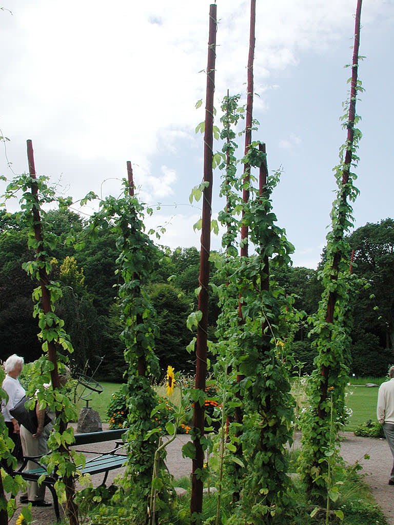 Humlestörar i Göteborgs botaniska trädgård.Foto: Bernt Svensson