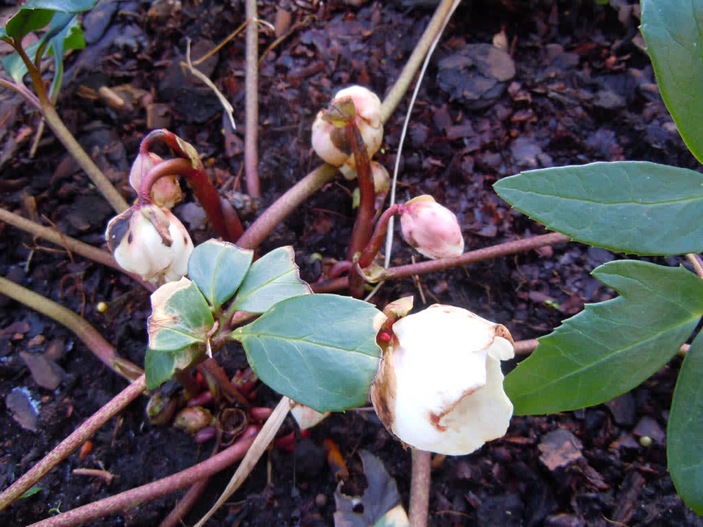 Julros, skadad av frost. Foto: Sylvia Svensson