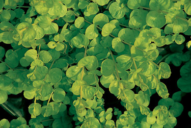Penningblad, _Lysimachia nummularia_.