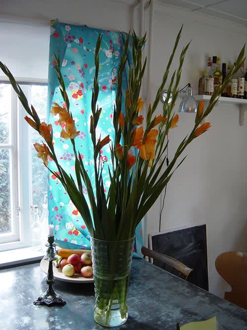 Gladiol, _Gladiolus x hortulanus_. Foto: Blomsterfrämjandet.