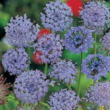 Blåparasoll, _Trachymene caerulea_, 'Blue Lace'. Foto: Mr Fothergill's
