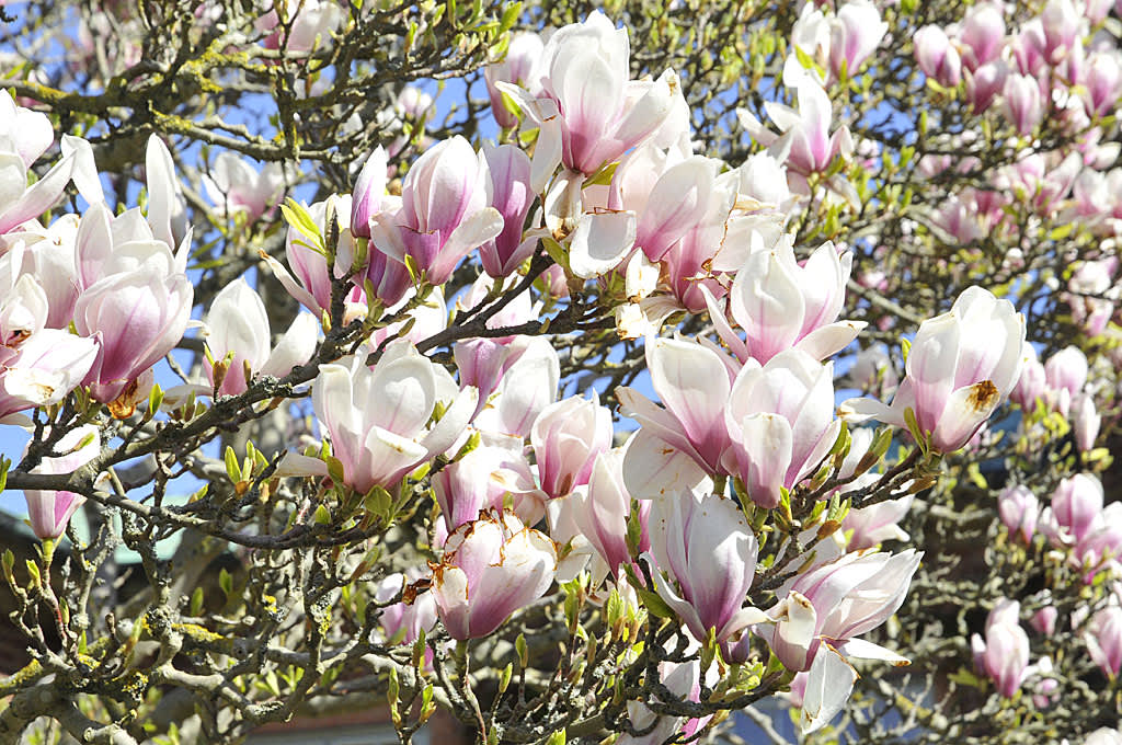 Inte bara körsbärsträd utan även magnolior blommade! Foto: Bernt Svensson