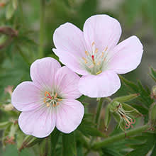 Ängsnävan 'Bakers Pink', _Geranium pratense_, är ljuvlig! 
Beställ här: [Perennerbjudande](http://erbjudande.odla.nu/bpr/?p=1)
