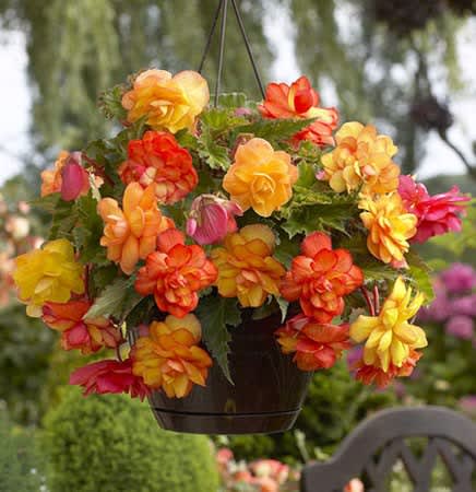 Begonia x tuberhybrida 'Golden Balcony'