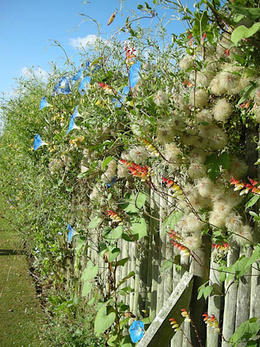 Le Jardin Plume, Frankrike -potagestaket som håller rådjuren borta
Foto: Sylvia Svensson