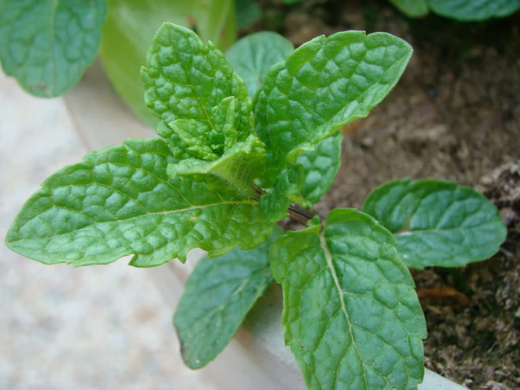 Marockansk mynta, _Mentha_ x _villosa_.Foto: Katarina Kihlberg