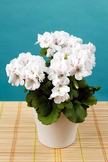 Engelsk pelargon, _Pelargonium x domesticum_. Foto: Tomas Södergren